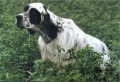 Setter Anglais MAK DELLA BASSANA Setter Anglais MAK DELLA BASSANA